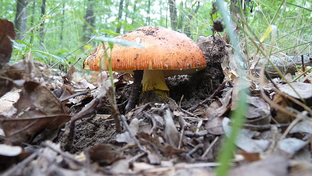 muchotrávka cisárska Amanita caesarea (Scop.) Pers.