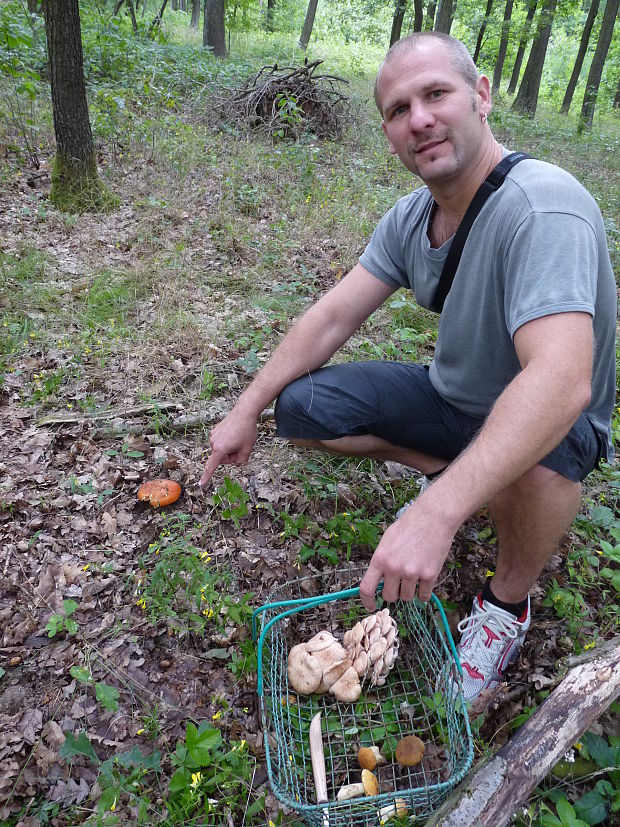 muchotrávka cisárska Amanita caesarea (Scop.) Pers.