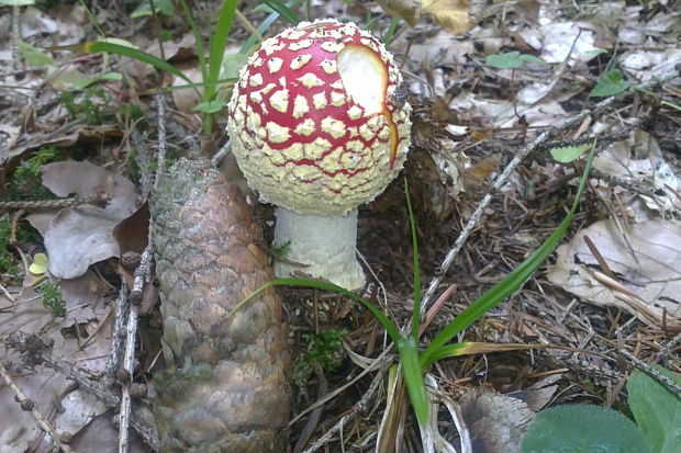 muchotrávka červená Amanita muscaria (L.) Lam.