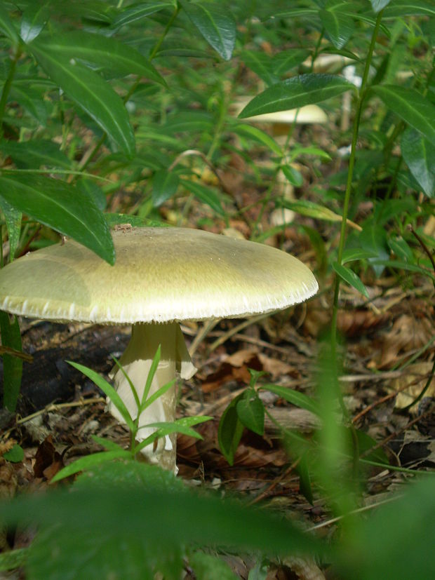 muchotrávka zelená Amanita phalloides (Vaill. ex Fr.) Link