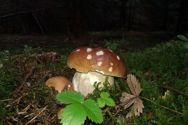 hríb smrekový Boletus edulis Bull.