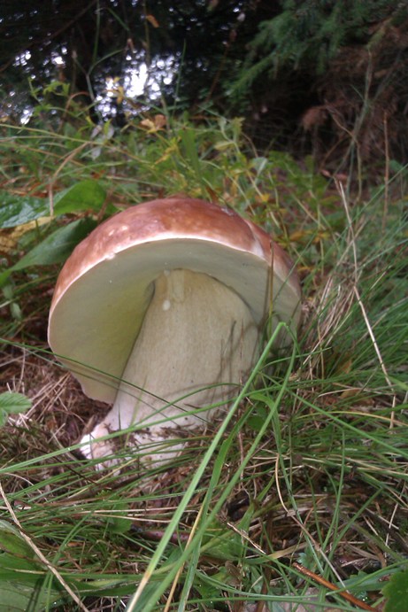 hríb smrekový Boletus edulis Bull.