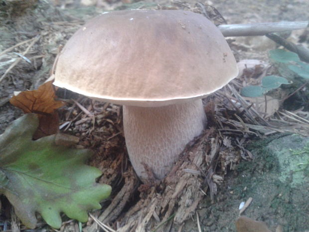 hríb smrekový Boletus edulis Bull.