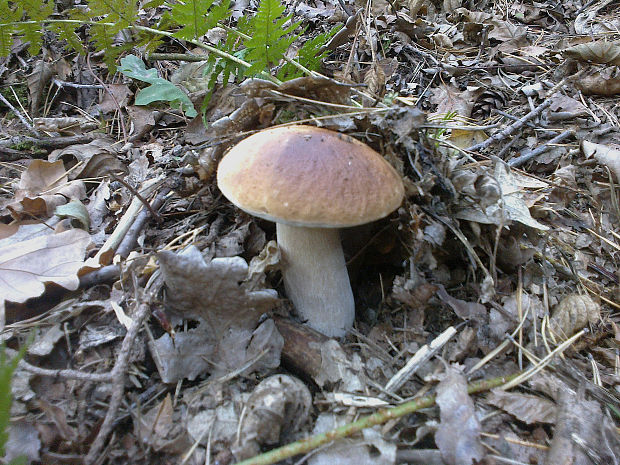 hríb smrekový Boletus edulis Bull.