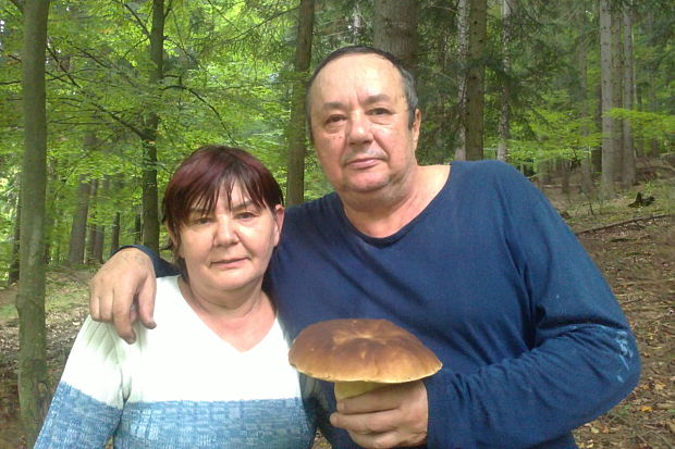 hríb dubový Boletus reticulatus Schaeff.