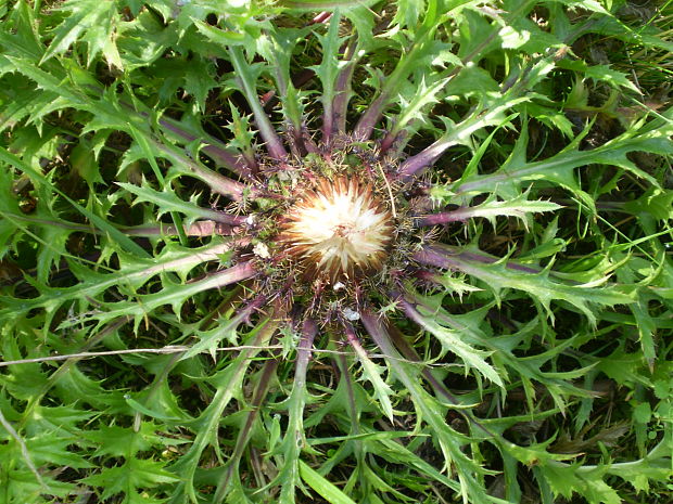 krasovlas bezbyľový pravý Carlina acaulis subsp. acaulis L.