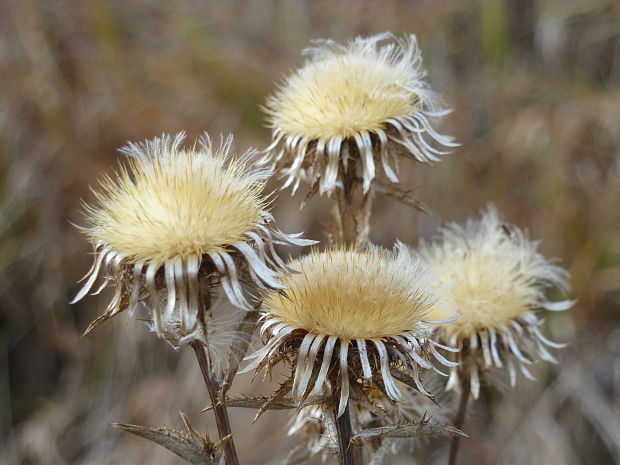 krasovlas obyčajný Carlina vulgaris L.