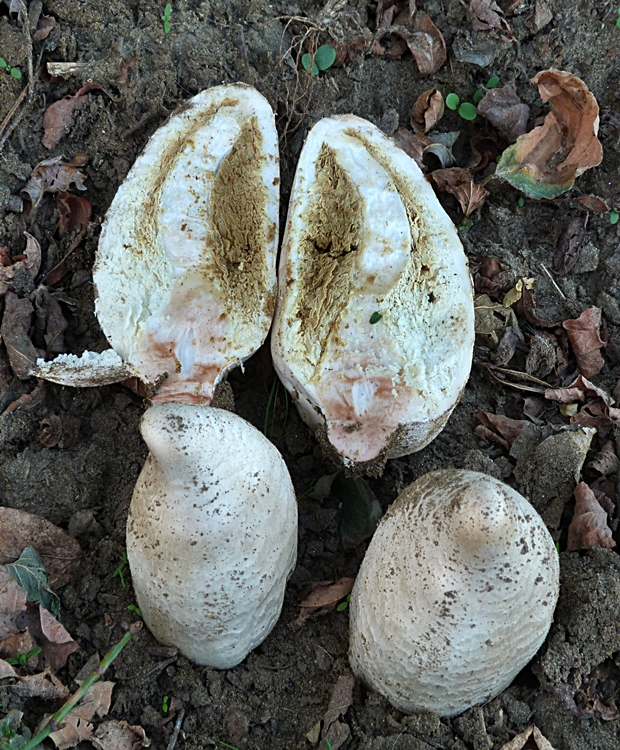 strieška bedľovitá Chlorophyllum agaricoides (Czern.) Vellinga