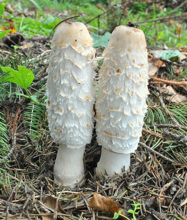 hnojník obyčajný Coprinus comatus (O.F. Müll.) Pers.