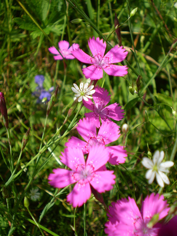 klinček slzičkový Dianthus deltoides L.