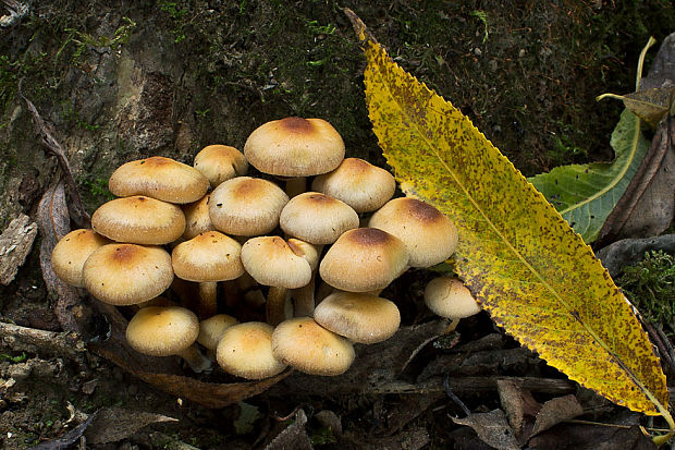 šupinačka menlivá Kuehneromyces mutabilis (Schaeff.) Singer & A.H. Sm.