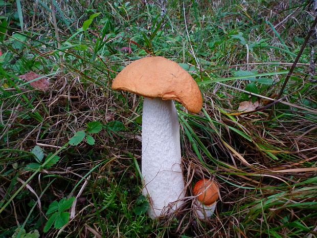 kozák osikový Leccinum albostipitatum den Bakker & Noordel.