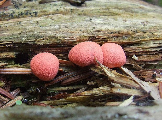 vlčinka červená Lycogala epidendrum (J.C. Buxb. ex L.) Fr.