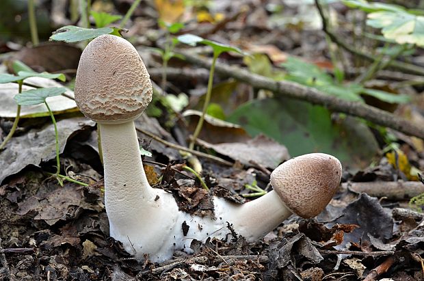 bedľa štíhla Macrolepiota mastoidea (Fr.) Singer