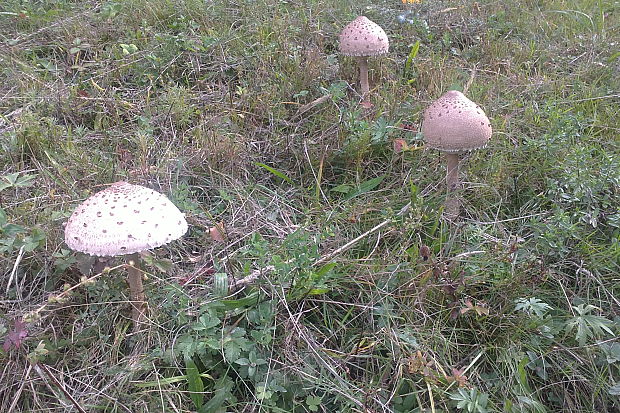 bedľa vysoká Macrolepiota procera (Scop.) Singer