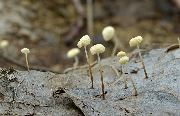 tanečnica listová Marasmius epiphyllus (Pers.) Fr.