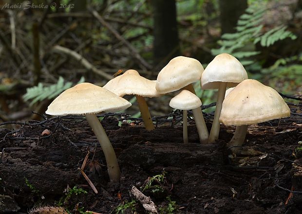 prilbička ružovolupeňová Mycena galericulata (Scop.) Gray