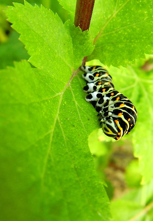 vidlochvost feniklový - húsenica  Papilio machaon