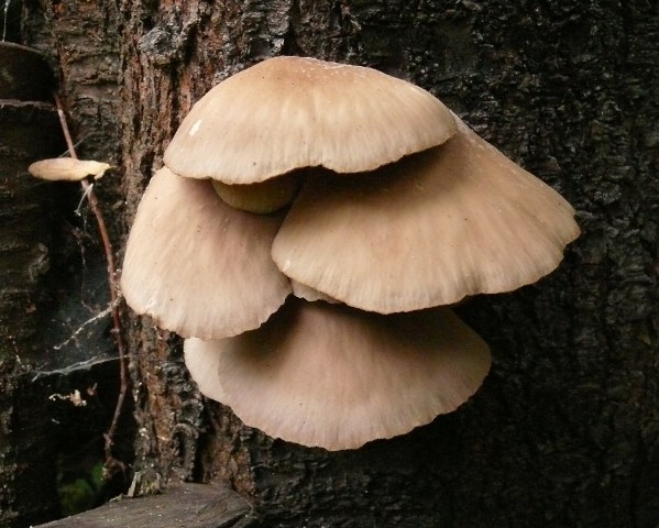 hliva ustricovitá Pleurotus ostreatus (Jacq.) P. Kumm.