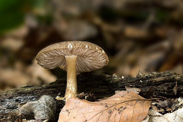 štítovka vláknitá Pluteus umbrosus (Pers.) P. Kumm.