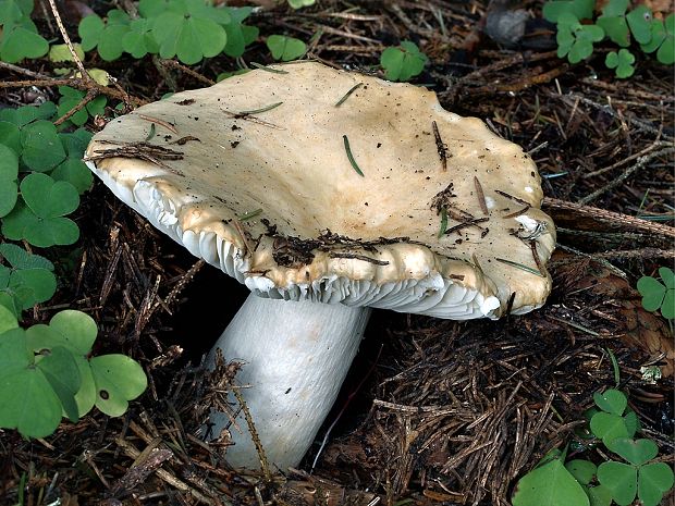 plávka hlinovožltá Russula ochroleuca Fr.