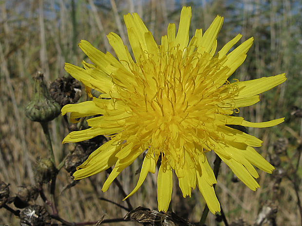 mlieč roľný Sonchus arvensis L.