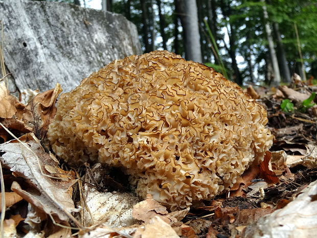 kučierka veľká Sparassis crispa (Wulfen) Fr.