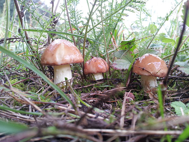 masliak zrnitý Suillus granulatus (L.) Roussel