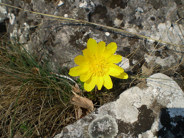 hlaváčik jarný Adonis vernalis L.