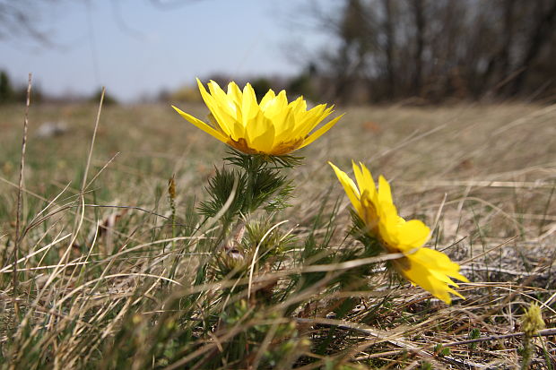 hlaváčik jarný Adonis vernalis L.