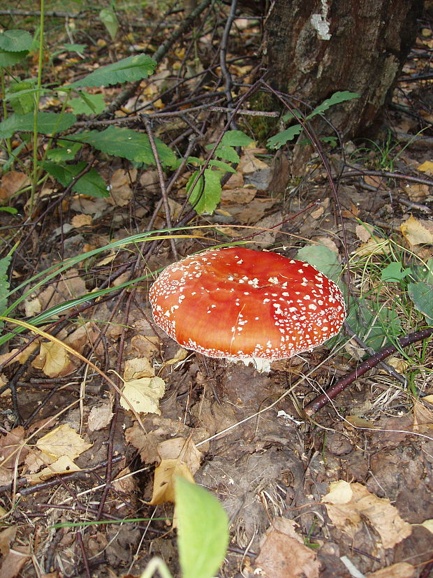 muchotrávka červená Amanita muscaria (L.) Lam.