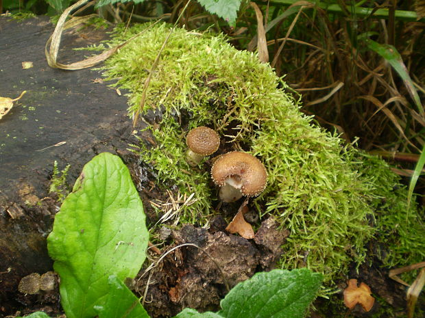 podpňovka Armillaria sp.