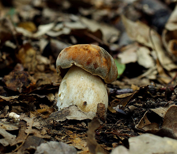 hríb bronzový Boletus aereus Bull. ex Fr.