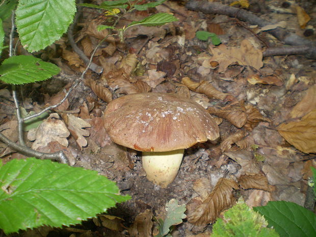 hríb príveskatý Butyriboletus appendiculatus (Schaeff. ex Fr.) Secr.