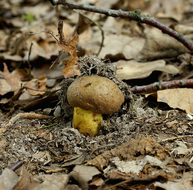 hríb príveskatý Butyriboletus appendiculatus (Schaeff. ex Fr.) Secr.