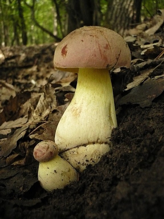 hríb nádherný Butyriboletus fuscoroseus (Smotl.) Vizzini & Gelardi