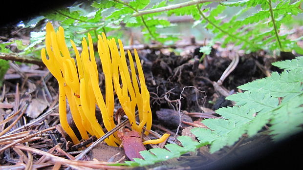 parôžkovec lepkavý Calocera viscosa (Pers.) Fr.