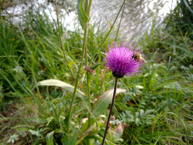 pichliač Cirsium sp.