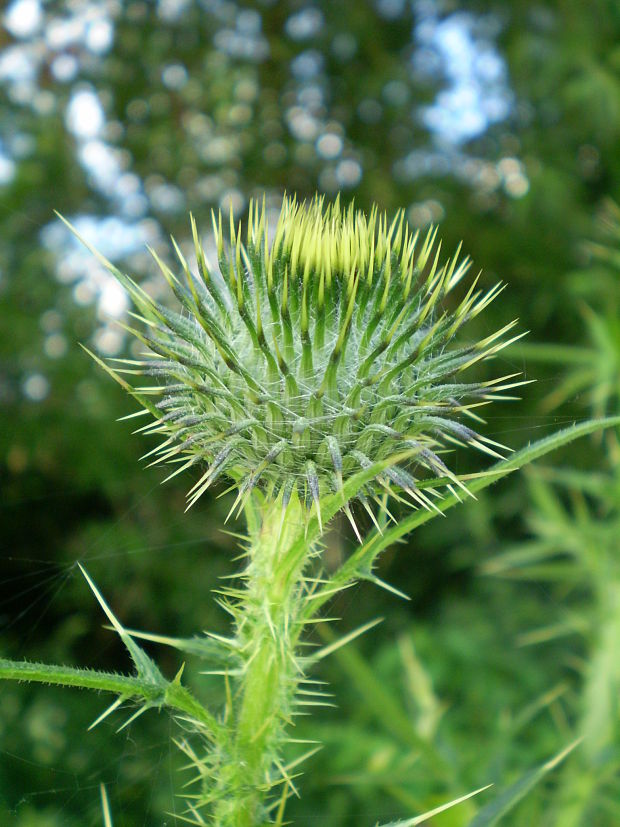 pichliač obyčajný Cirsium vulgare (Savi) Ten.