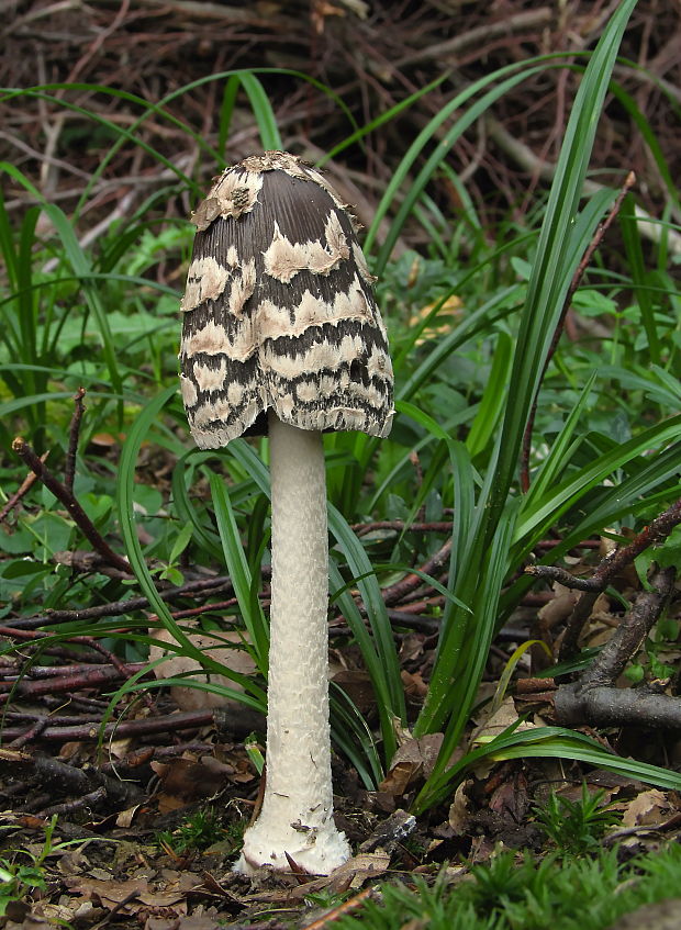 hnojník strakatý Coprinopsis picacea (Bull.) Redhead, Vilgalys & Moncalvo