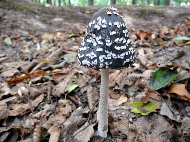 hnojník strakatý Coprinopsis picacea (Bull.) Redhead, Vilgalys & Moncalvo