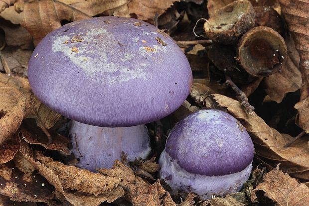 pavučinovec celofialový Cortinarius terpsichores Melot