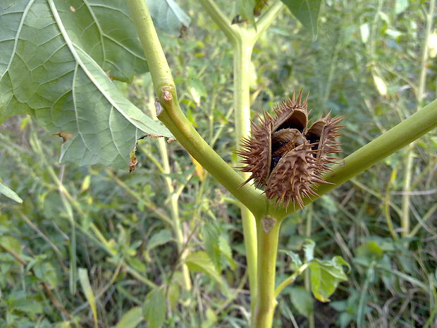 durman obyčajný Datura stramonium L.