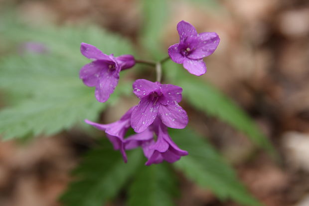 zubačka žliazkatá Dentaria glandulosa Waldst. et Kit. ex Willd.