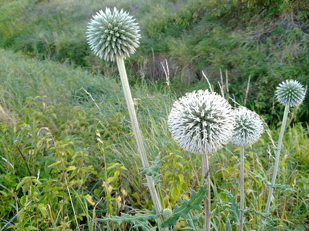 ježibaba guľatohlavá Echinops sphaerocephalus L.