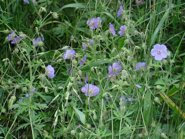 pakost lúčny Geranium pratense L.