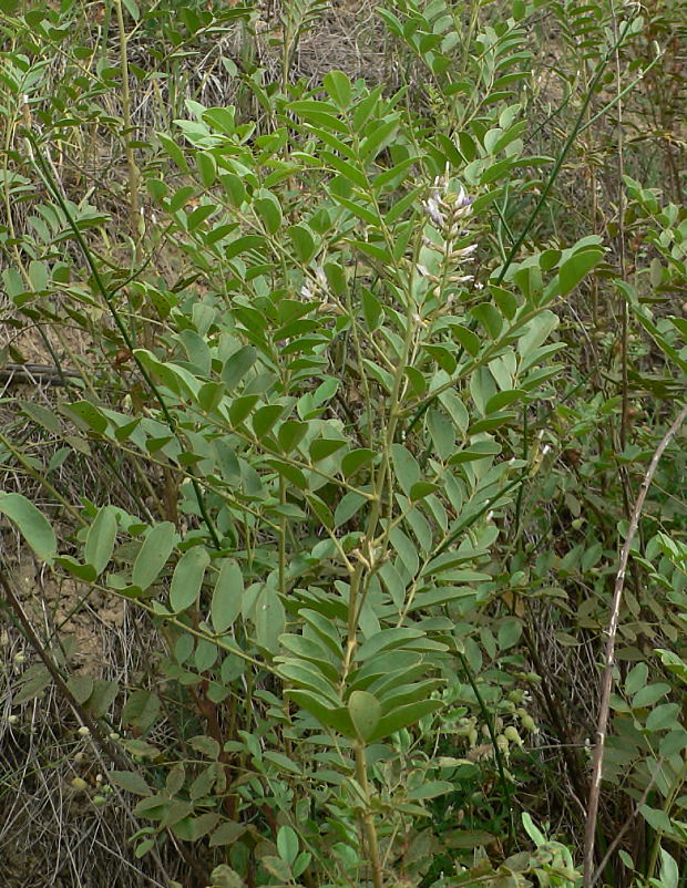 sladkovka hladkoplodá Glycyrrhiza glabra L.