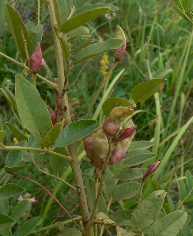 sladkovka hladkoplodá Glycyrrhiza glabra L.