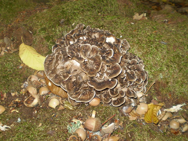 trsovnica lupeňovitá Grifola frondosa (Dicks.) Gray