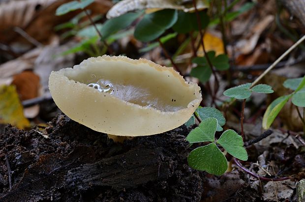 chriapač kalíškovitý Helvella acetabulum (L.) Quél.